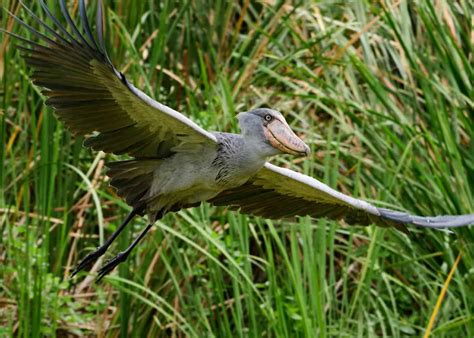 shoebill stork wings